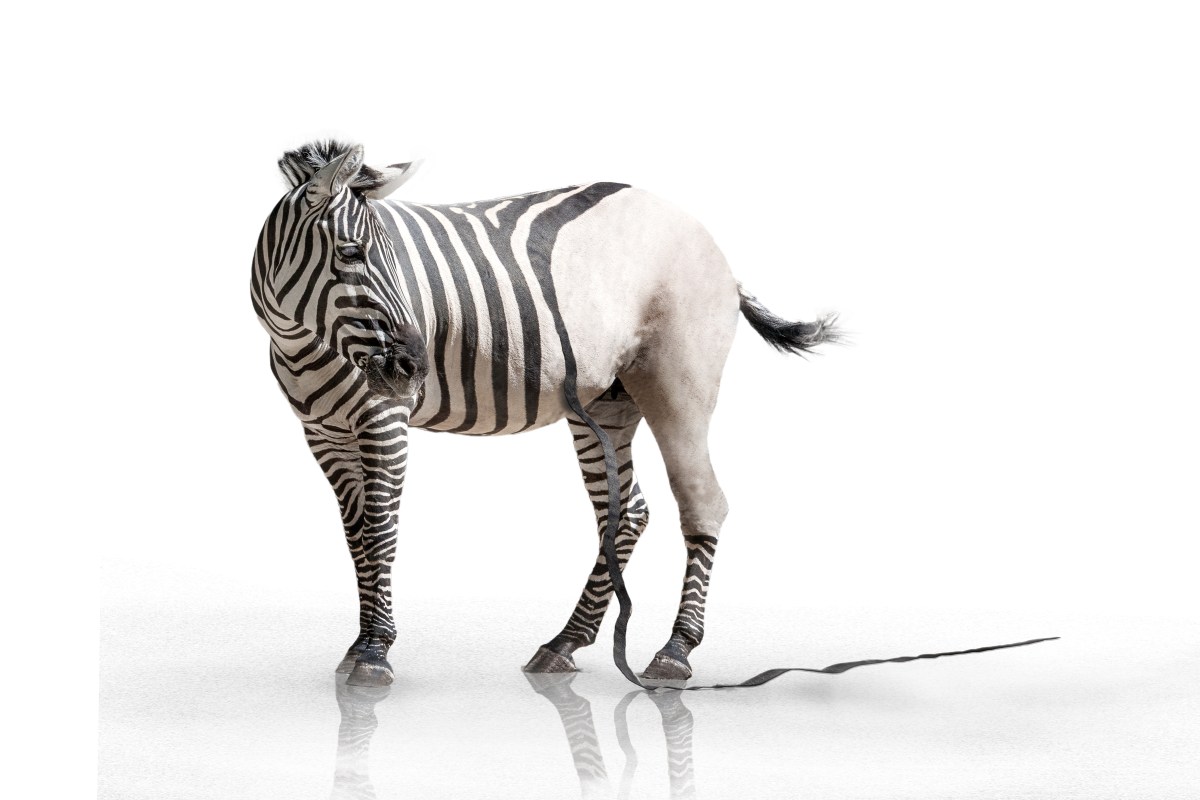 The Zebra Is Losing Its Stripes: My Journey to Discover the Disease That Was Killing Me . .&nbsp;.